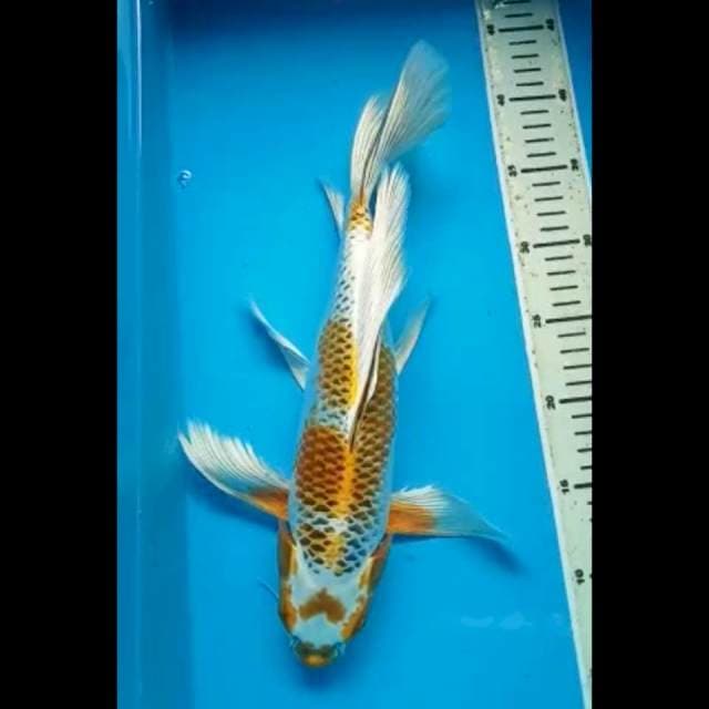KUJAKU KUMPAY PUNUK 36 Cm