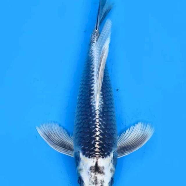 Kumpay 40cm