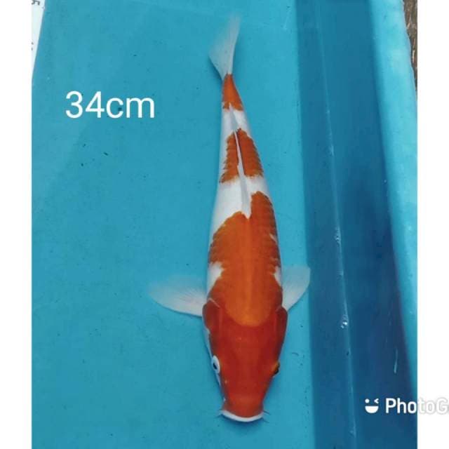 Kohaku step 34cm