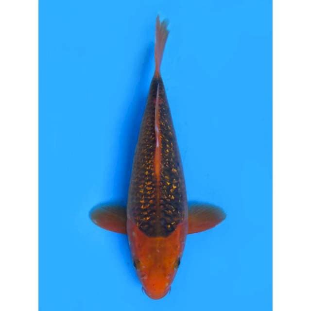 Red Matsuba - 27cm