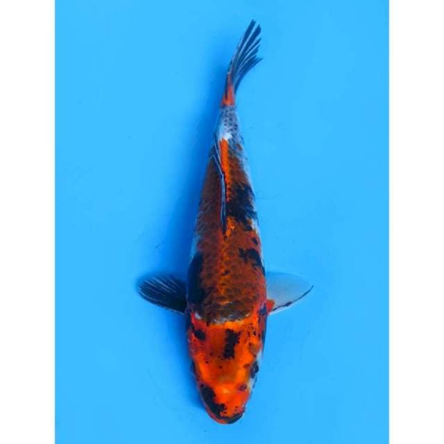 Koromo Showa - 30cm Male