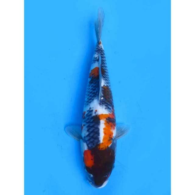 Showa Tategoi F1 - 29cm Male