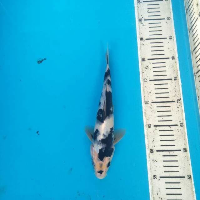 Shiro Utsuri urotokonoh bakat jumbo
