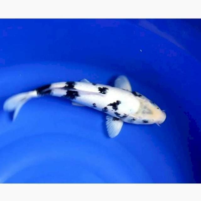 Shiro white bahan ajib, baby face 35cm blodline dainichi gx1