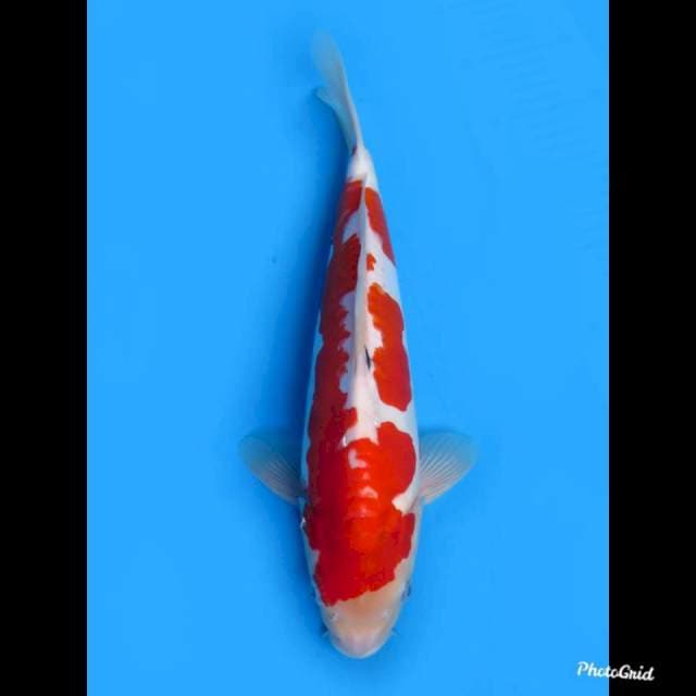 35cm ,male , Red Sanke Doitsu