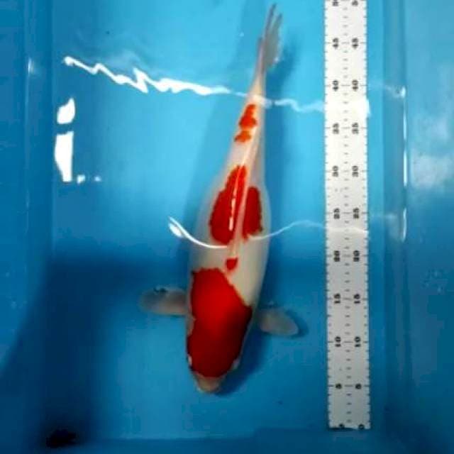 Kohaku 50 cm
