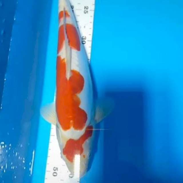 Kohaku doitsu murni