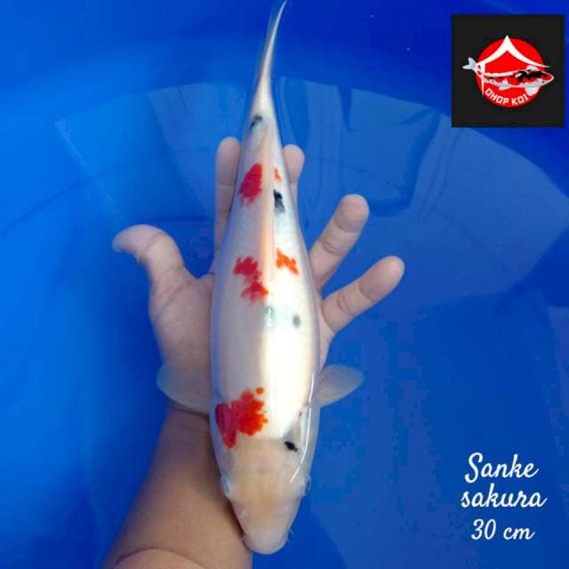 Sanke sakura 30 cm