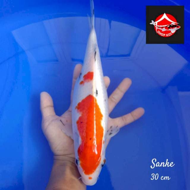 Kohaku 30 cm