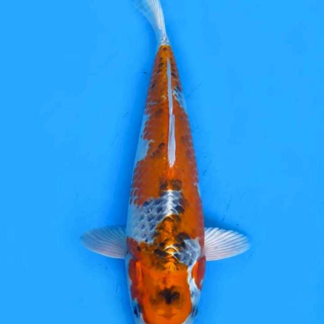 Kujaku 35cm