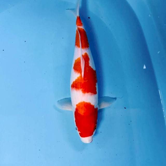 Kohaku, 33 cm