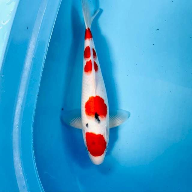 Maruten Sanke Tategoi, 32 cm