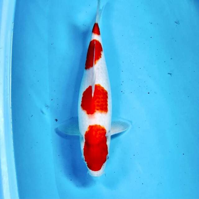 Kohaku, 35 cm