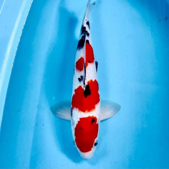 Sanke Strong, 40 cm