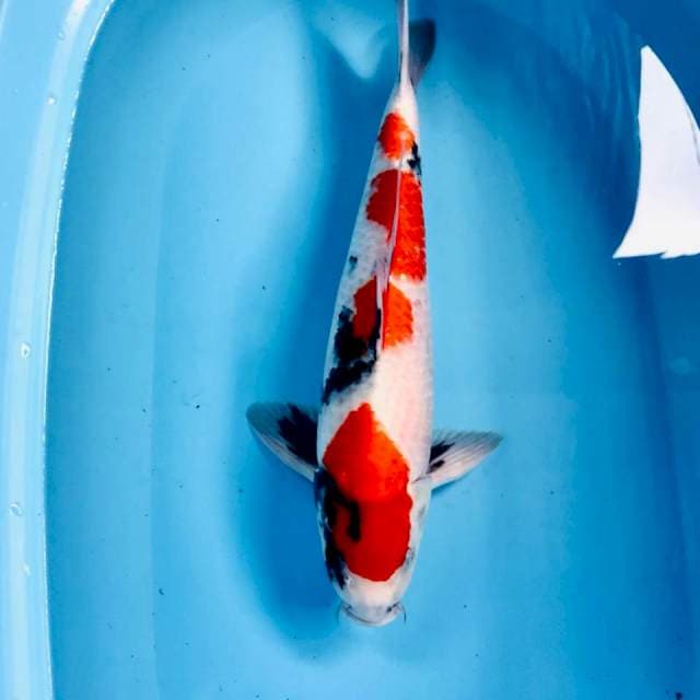 Showa, 46 cm