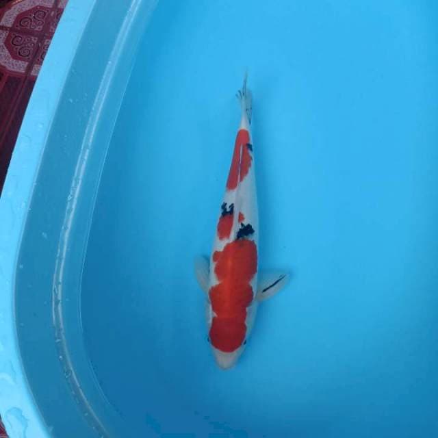 Sankei 40 cm