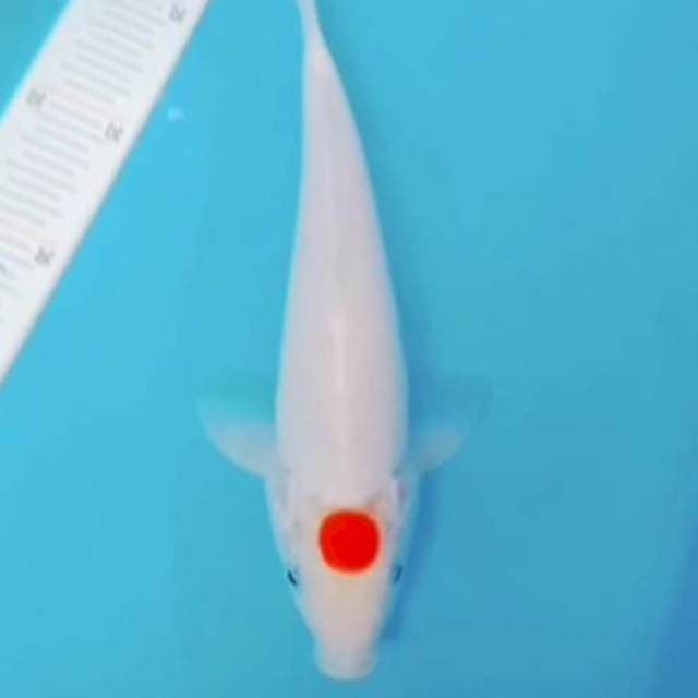 Tancho kohaku 27cm