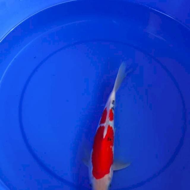 sanke 27 cm