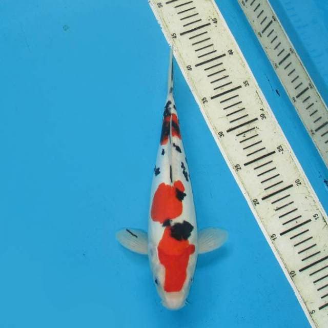 Taishosanshoku