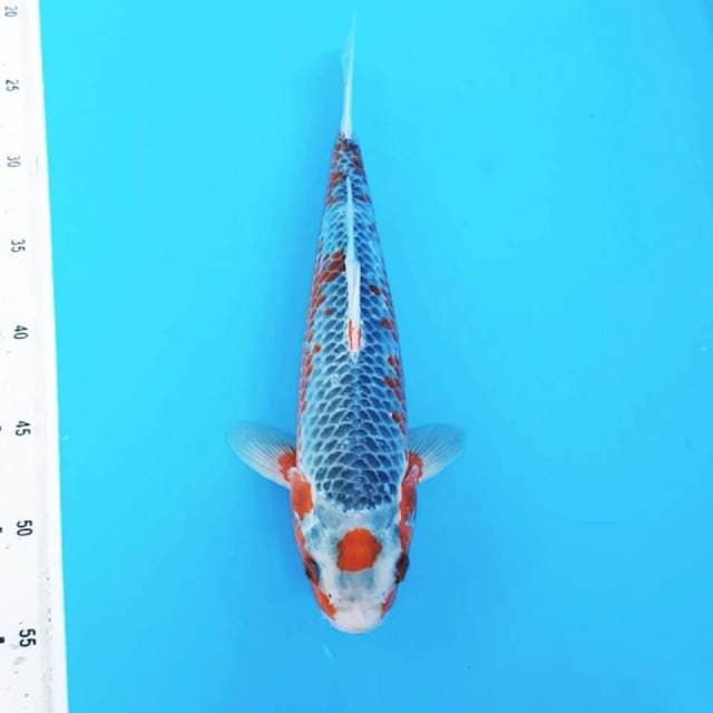 Tc asagi ori Male, 35 bu