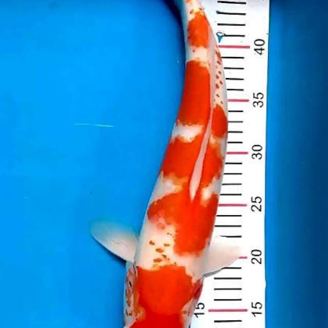 Kohaku M 45 cm