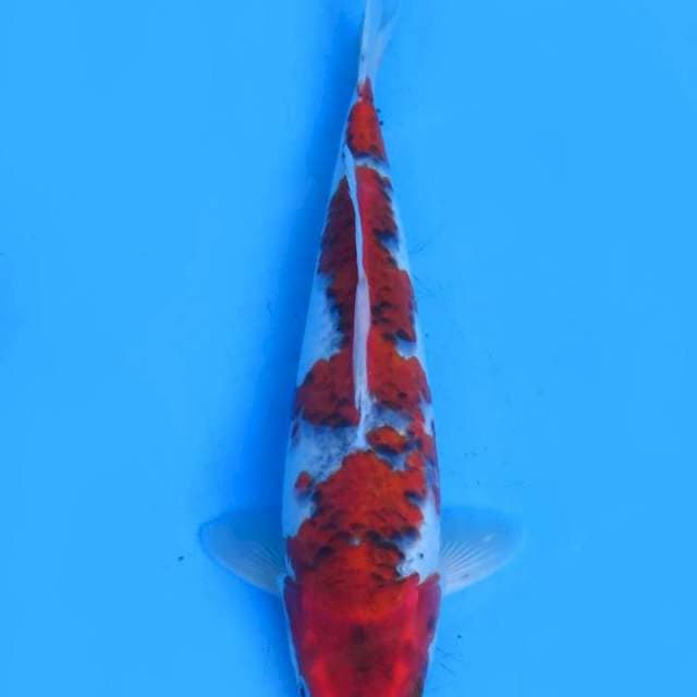 Goshiki 34cm