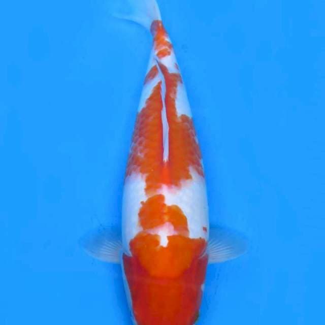 Kohaku 45cm