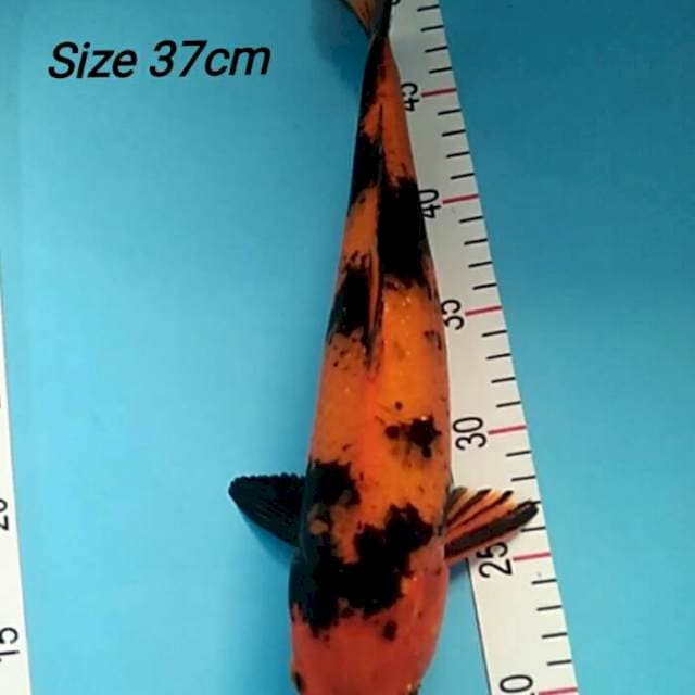 SHOWA HI UTSURI 37cm