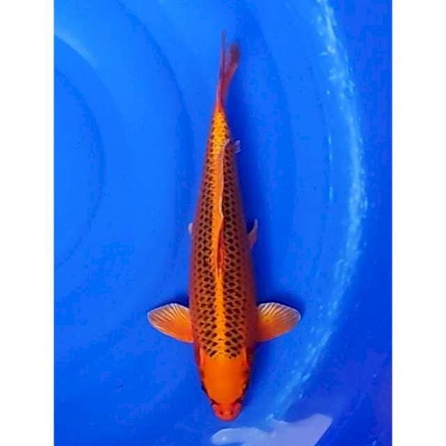 SQ Kin Matsuba Ogon 35cm (M)