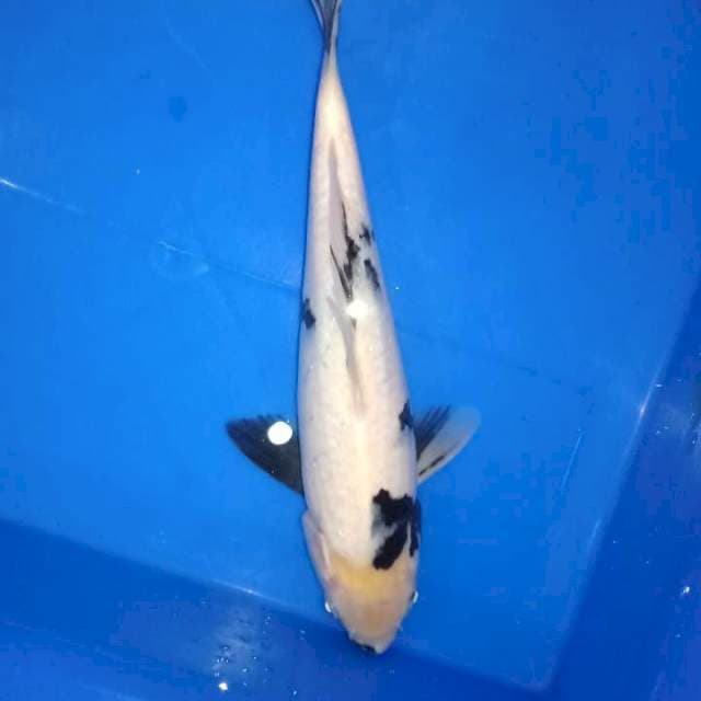 Shiro 27cm