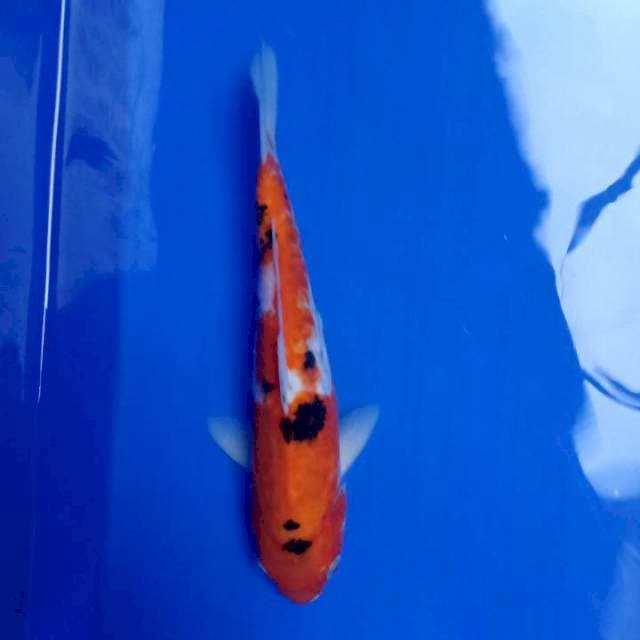 Sanke 28cm