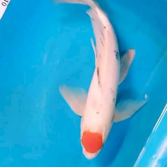 Tanco kumpay 36 cm