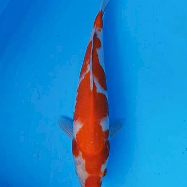 Inazuma red kohaku 26cm