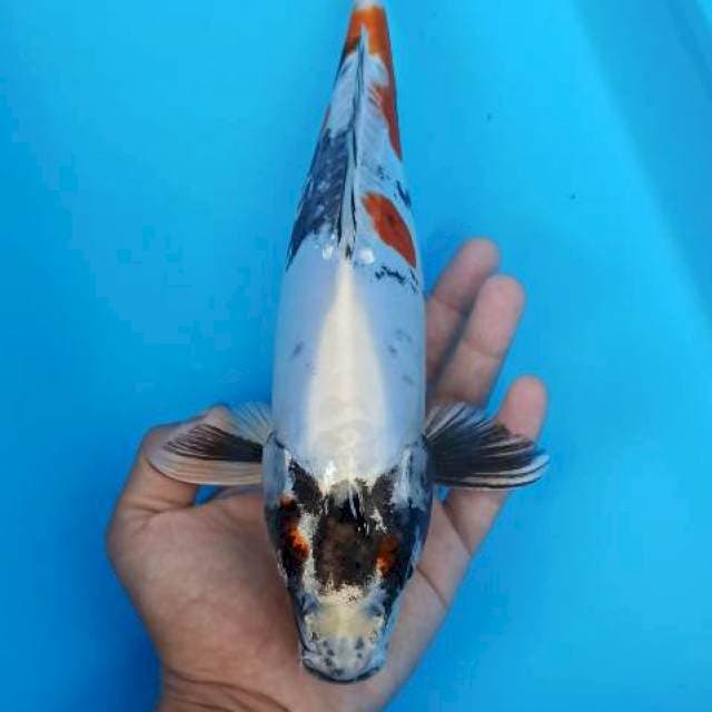 Kin showadoitsu 31cm