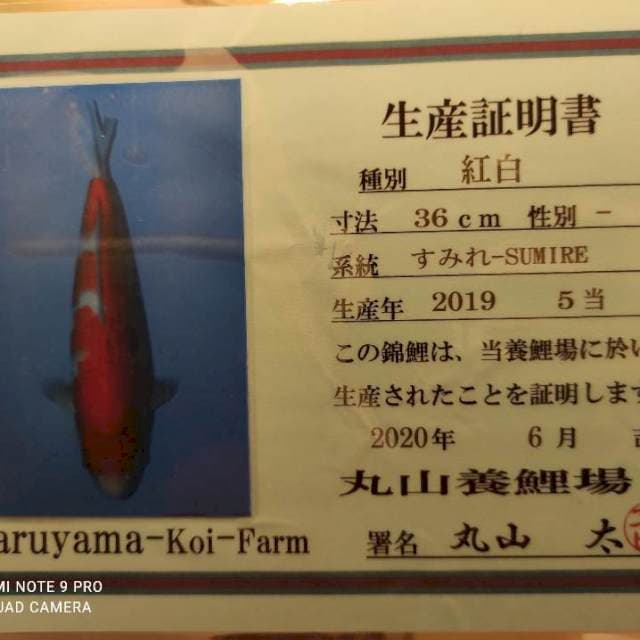 Maruyama kohaku sertifikat