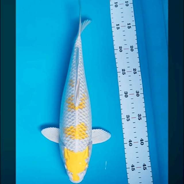 Hariwake 36cm