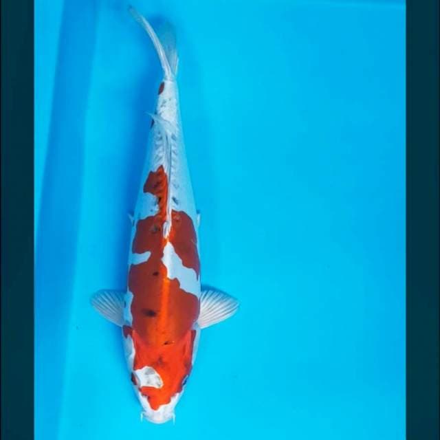 Kikushui 33cm