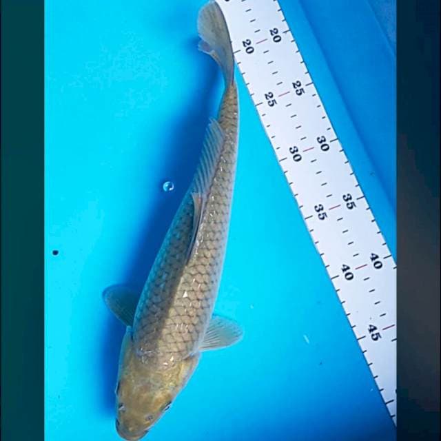 Green midori ginrin 32cm