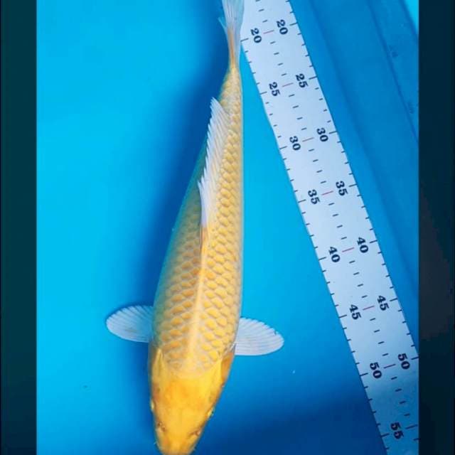 Ogon jumbo 38cm