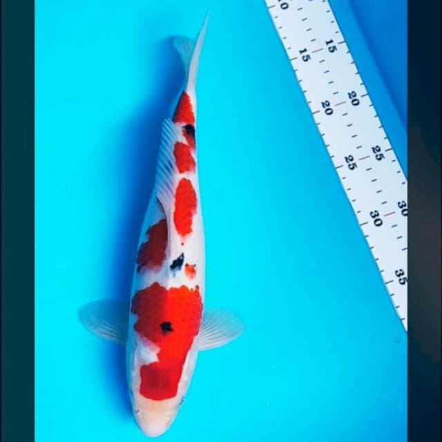 Maruten sanke jos 32cm male