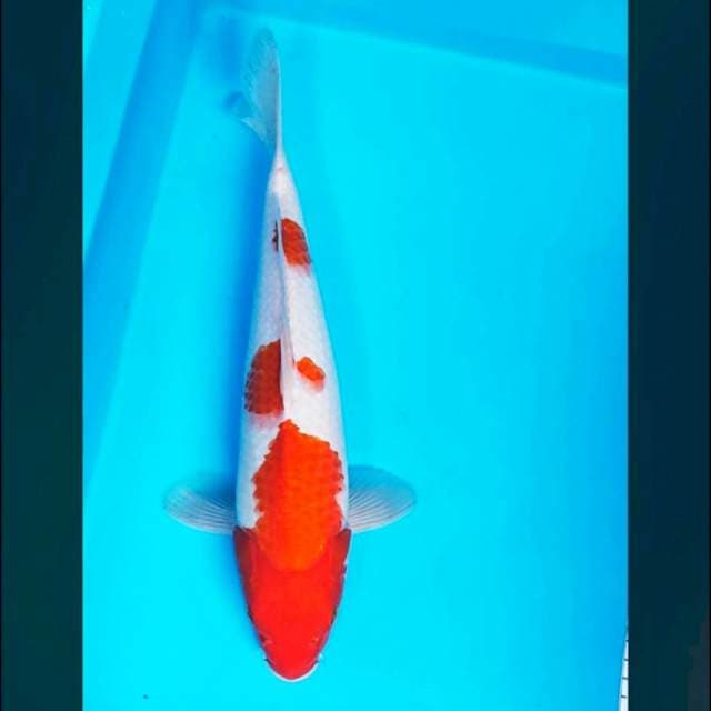 Kohaku good body 36cm male