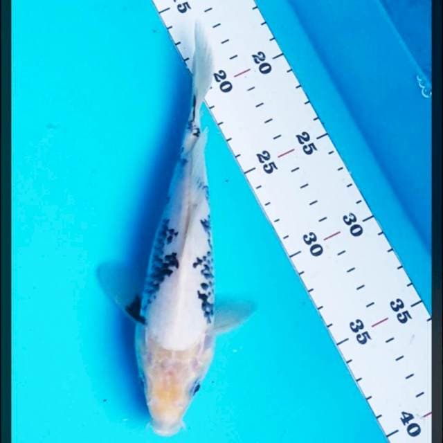 Matsukawabake 20cm