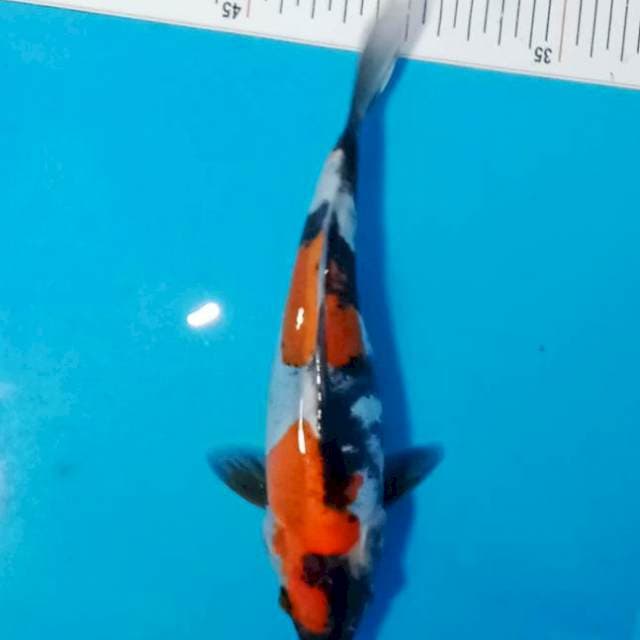 Showa doit murni 20cm