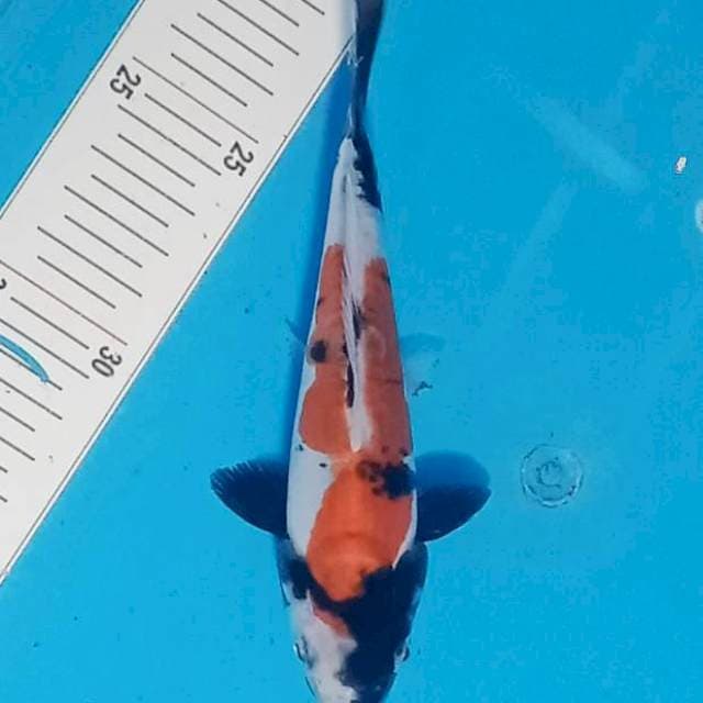 Doitsu showa murni 15cm