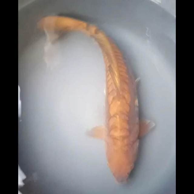 CHAGOI DOITSU ARAGOKE PUNUK 39 Cm
