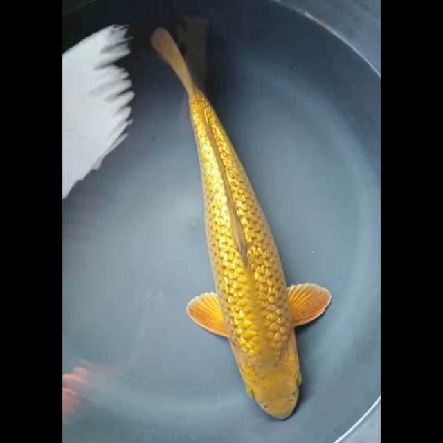 CHAGOI GINRIN JANTAN PUNUK 36 Cm