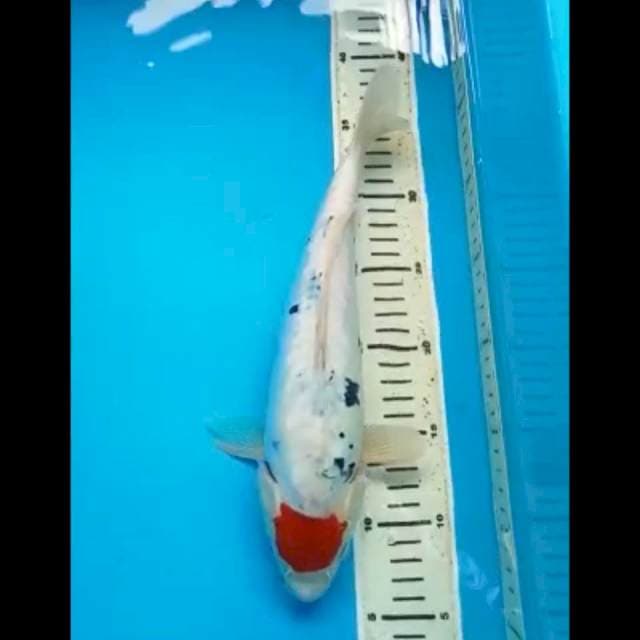 TANCHO SANKE DOITSU ARAGOKE 32 Cm