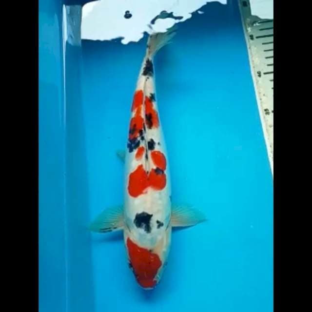 MARUTEN SANKE DOITSU JANTAN 31 Cm