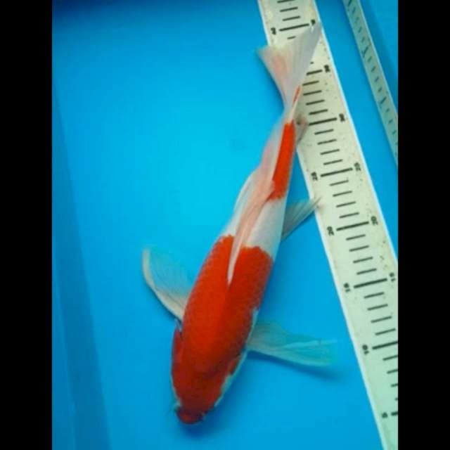 KOHAKU KUMPAY JANTAN PUNUK 35 Cm