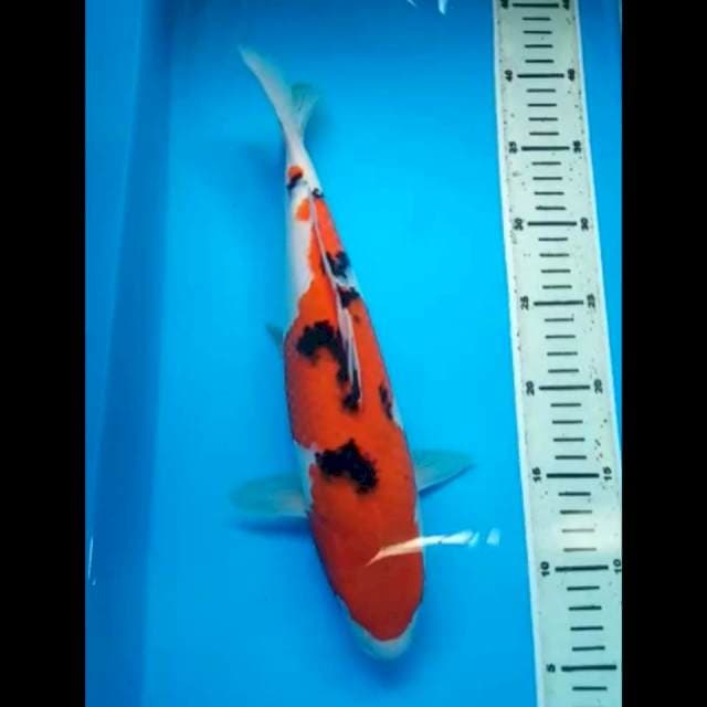 SANKE PUNUK 35 Cm